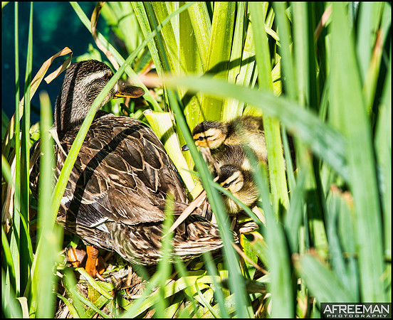 babyducks2Lweb (WEB)