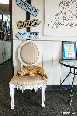catsleepingLweb